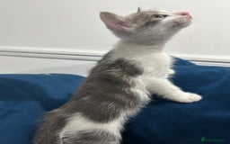 Mixed Breed cats for sale: 2 Adorable kittens  - Image 9