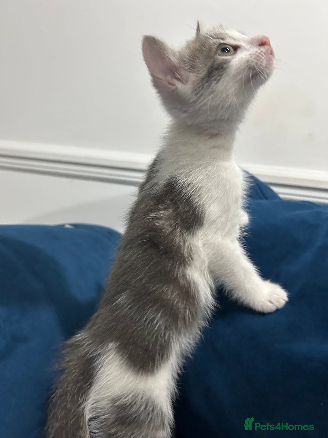 Mixed Breed cats for sale: 2 Adorable kittens  - Image 9