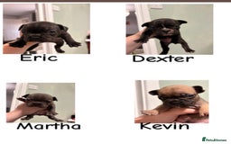 French Bulldog dogs for sale: French bulldogs  - Image 2
