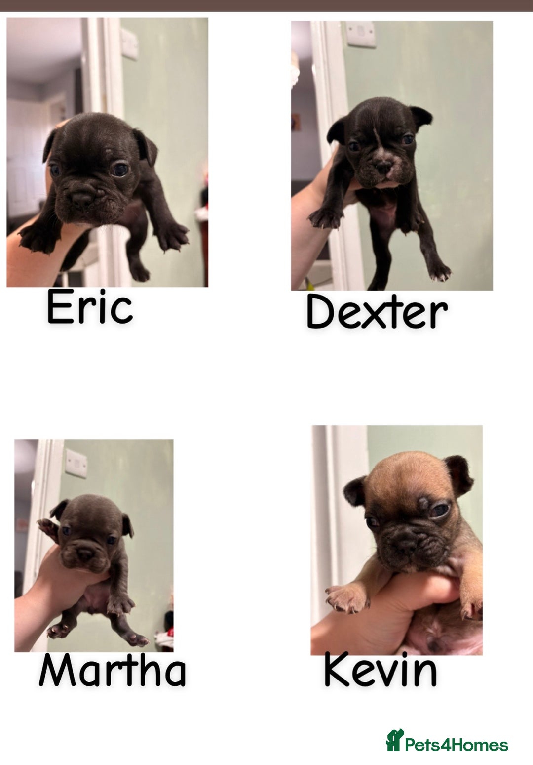 French Bulldog dogs for sale: French bulldogs  - Image 2