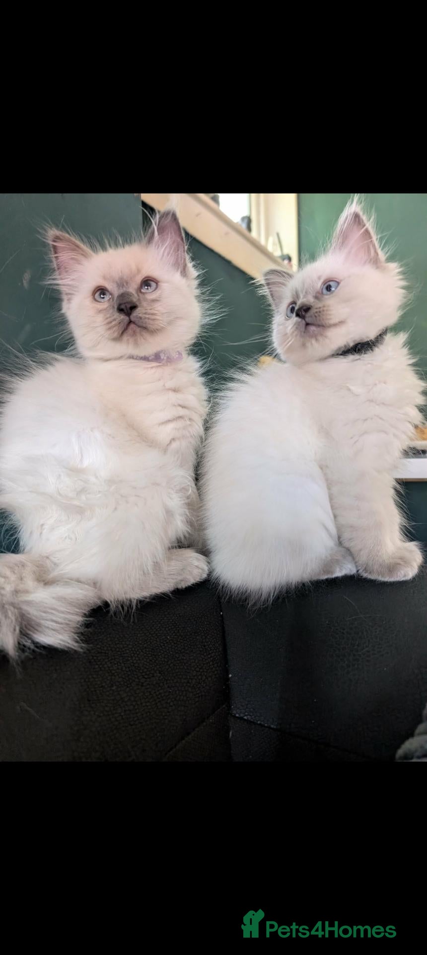 Ragdoll cats Ragdoll X 2 boys avilable  - Advert 16