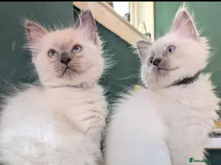Ragdoll cats Ragdoll X 2 boys avilable - Advert 16