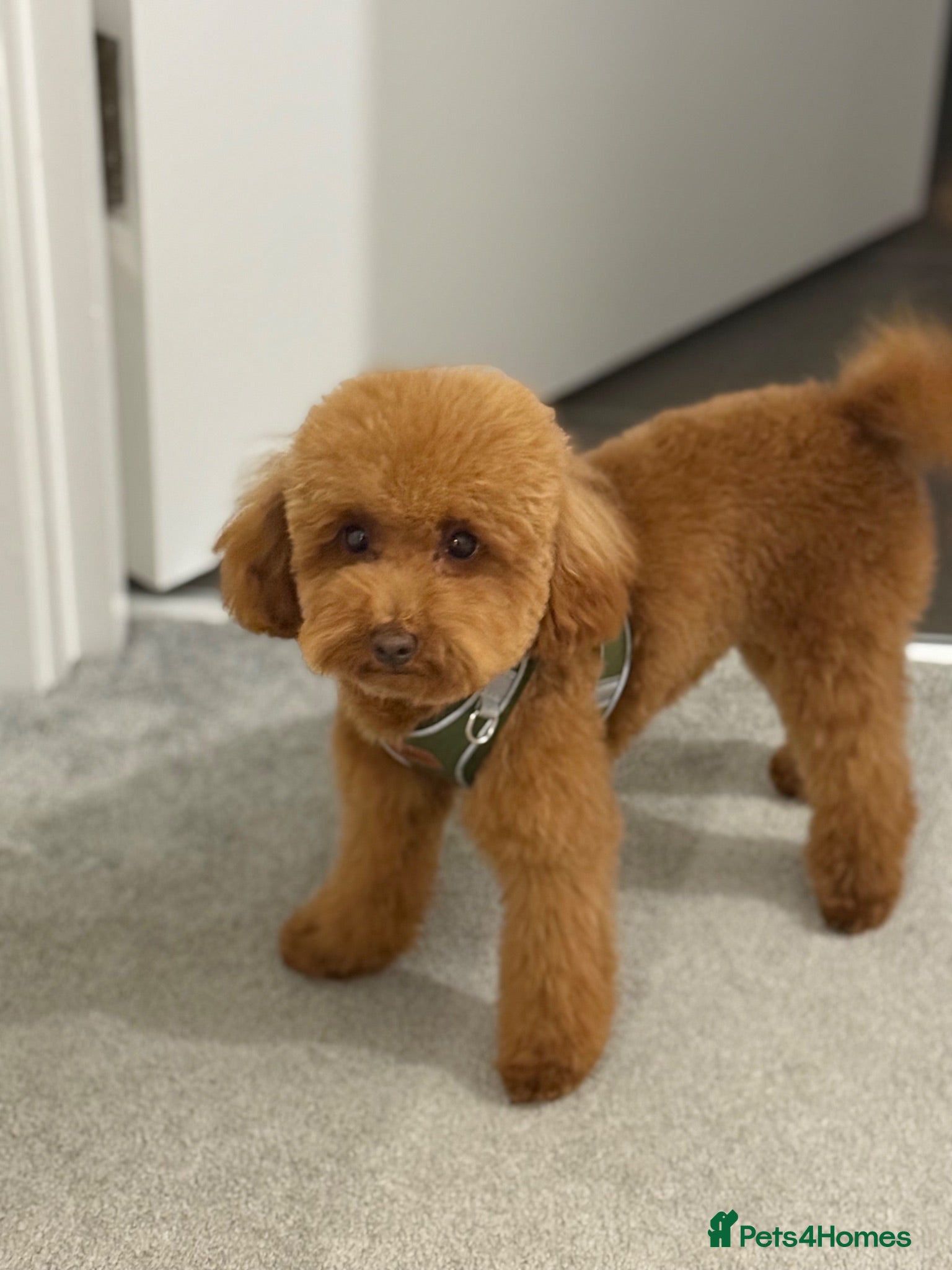 Toy Poodle dogs Asian Toy Poodle Puppy (1 boy left) - Advert 2