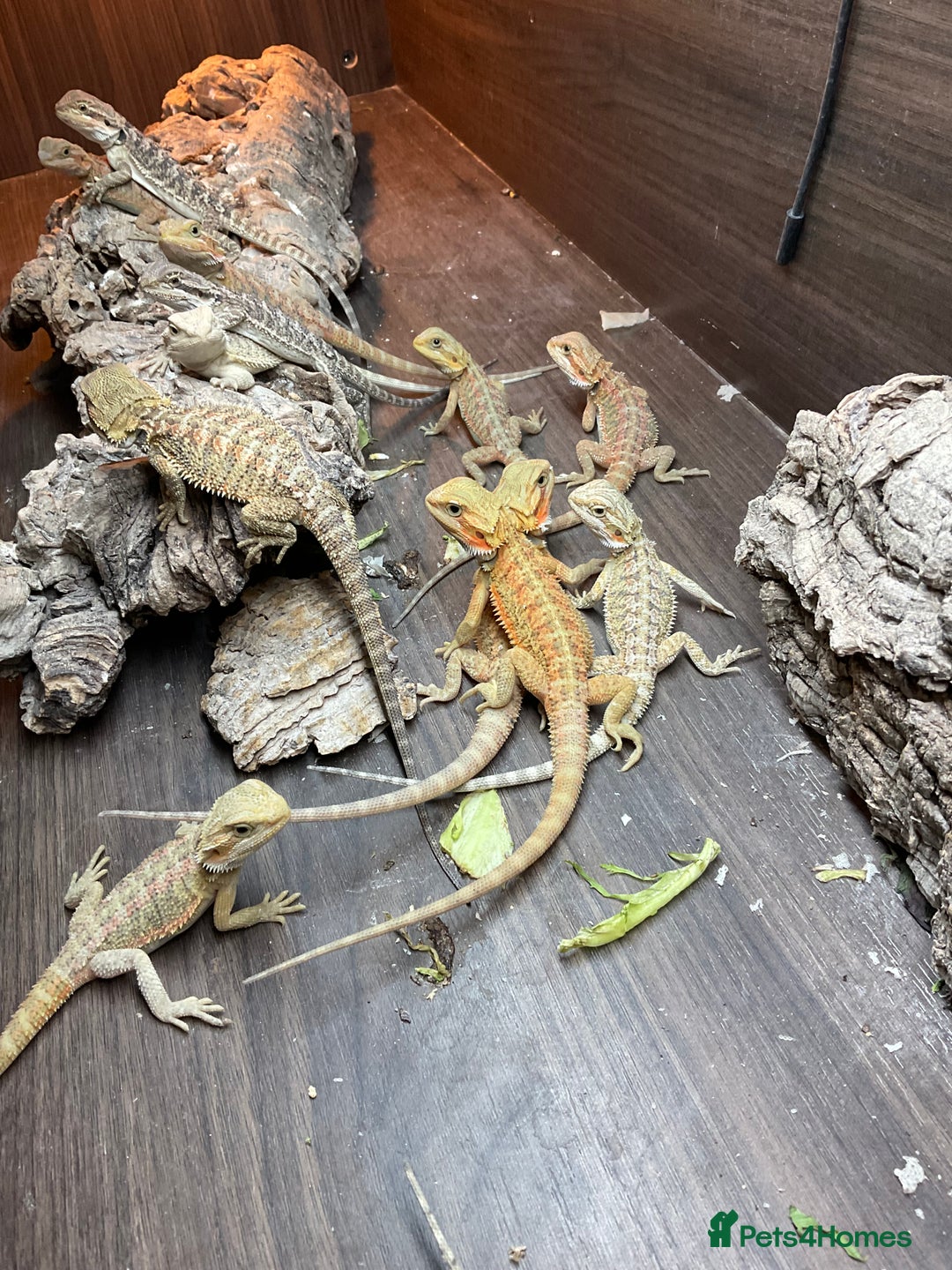 Bearded Dragon reptiles for sale: 2 Baby Bearded Dragons - Advert 4
