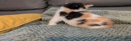 Mixed Breed cats for sale: Adorable kittens looking for forever home  in Pershore - Advert 6