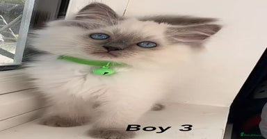 Ragdoll cats - Advert 16