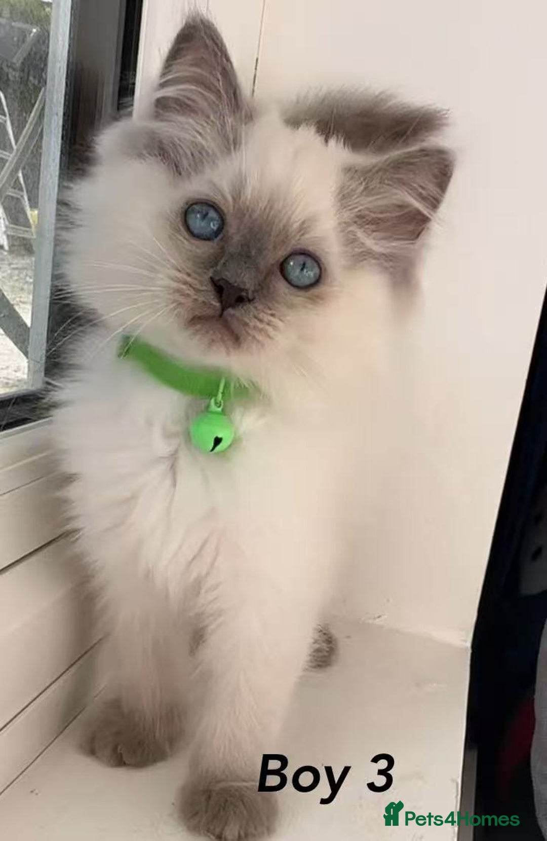 Ragdoll cats for sale: 7 Cute Ragdollyanna kittens  - Image 3
