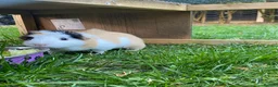 Guinea Pig rodents for sale: 2 bonded male Guinea pigs age 3 with hutch & run - Advert 3