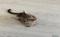 Bengal cats for sale: Beautiful male Bengal-BSH cross kitten - Image 4