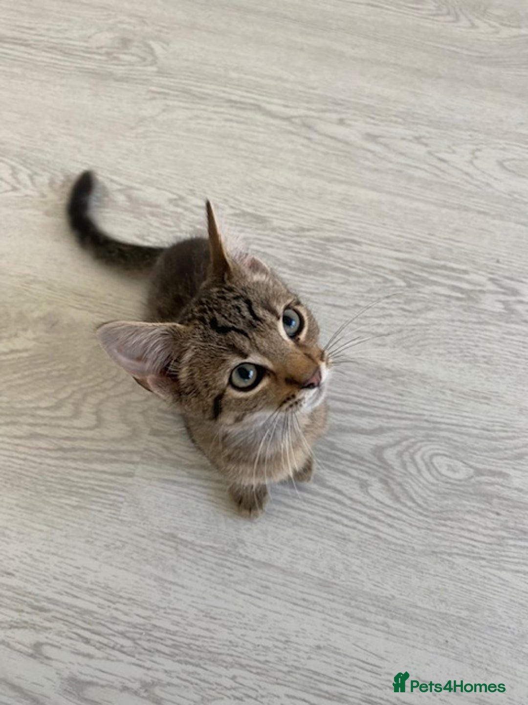 Bengal cats for sale: Beautiful male Bengal-BSH cross kitten - Image 4