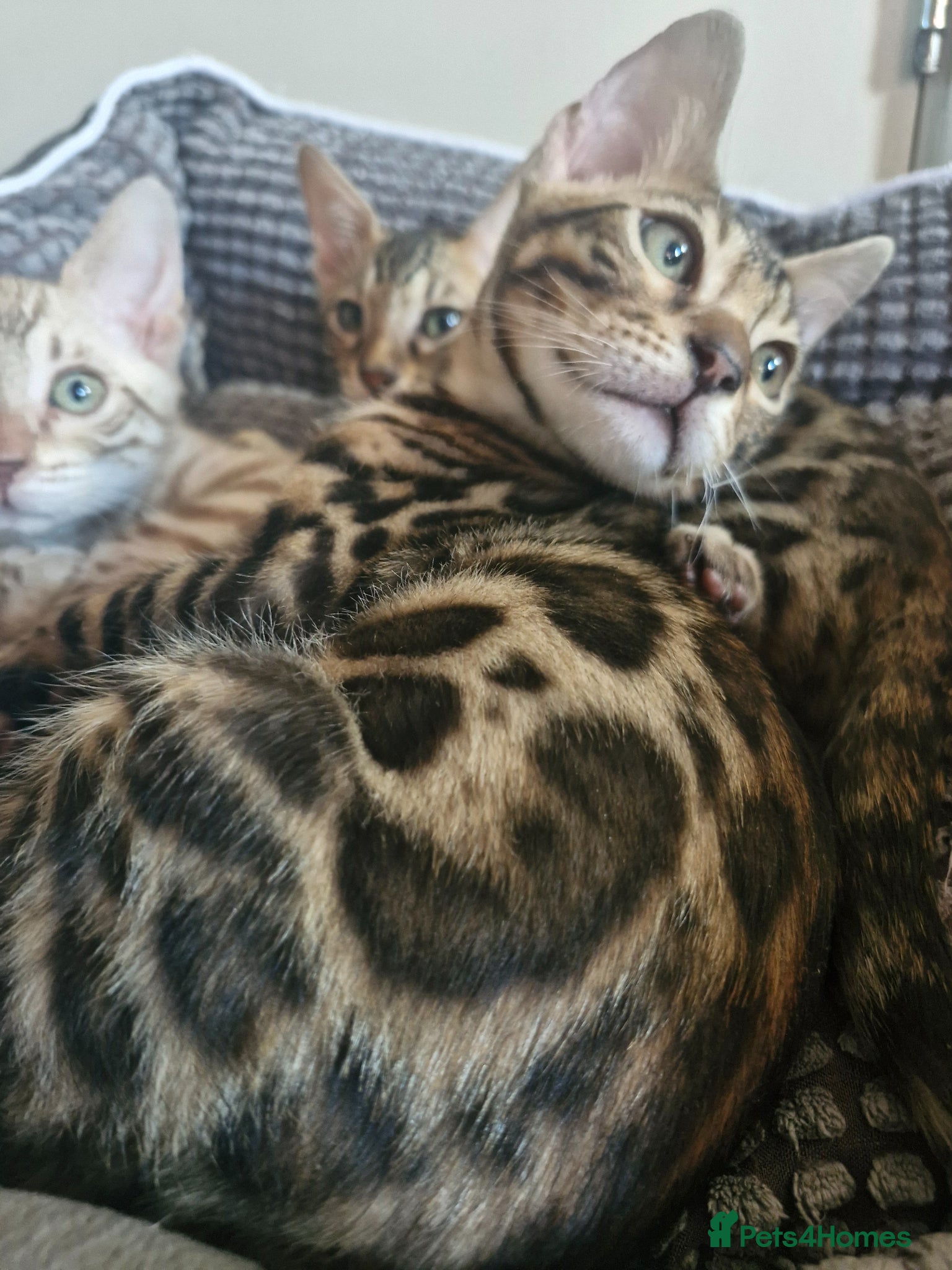 Bengal cats READY Genetic Health Tested Kittens - Advert 18