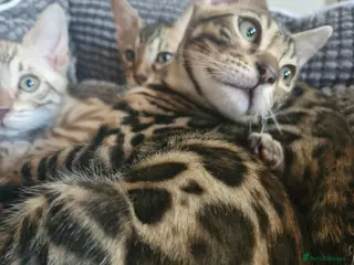 Bengal cats READY Genetic Health Tested Kittens - Advert 3