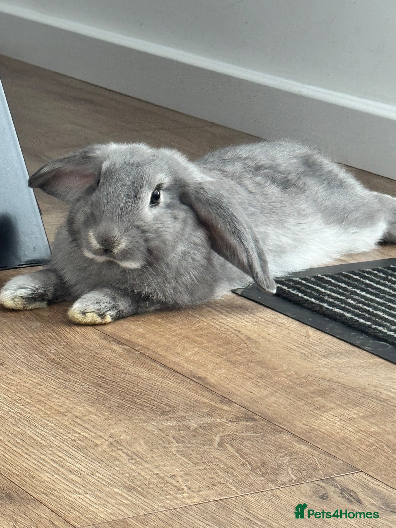French Lop rabbits French lop bunnies grey £65 each black £20 - Advert 8