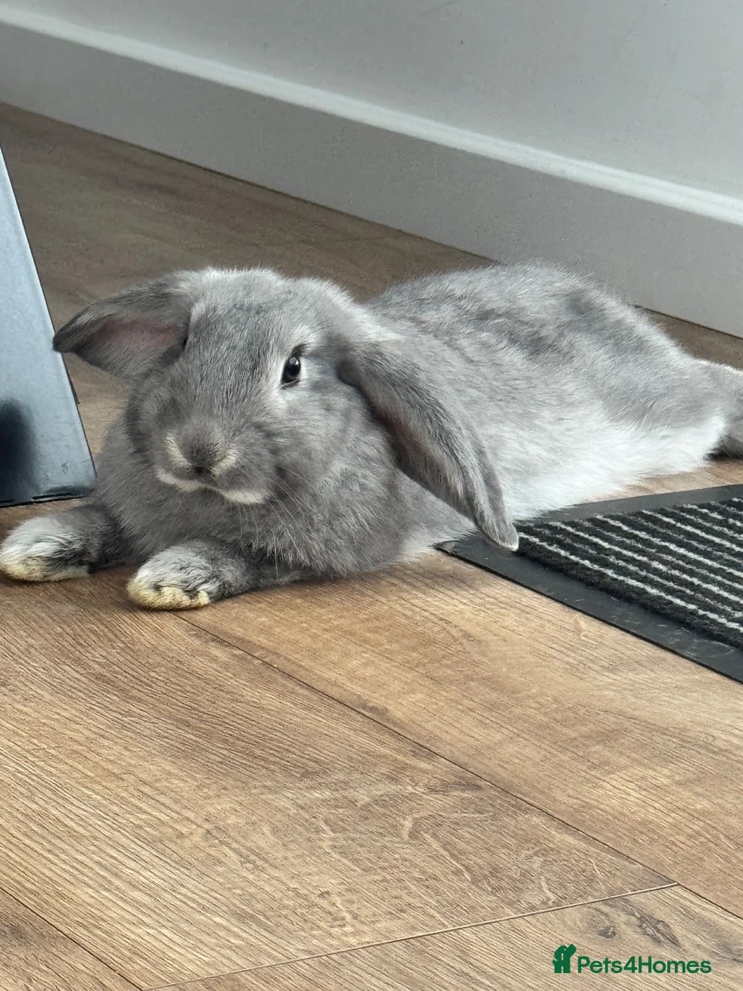 French Lop rabbits for sale: French lop bunnies grey £65 each black £20 - Advert 1