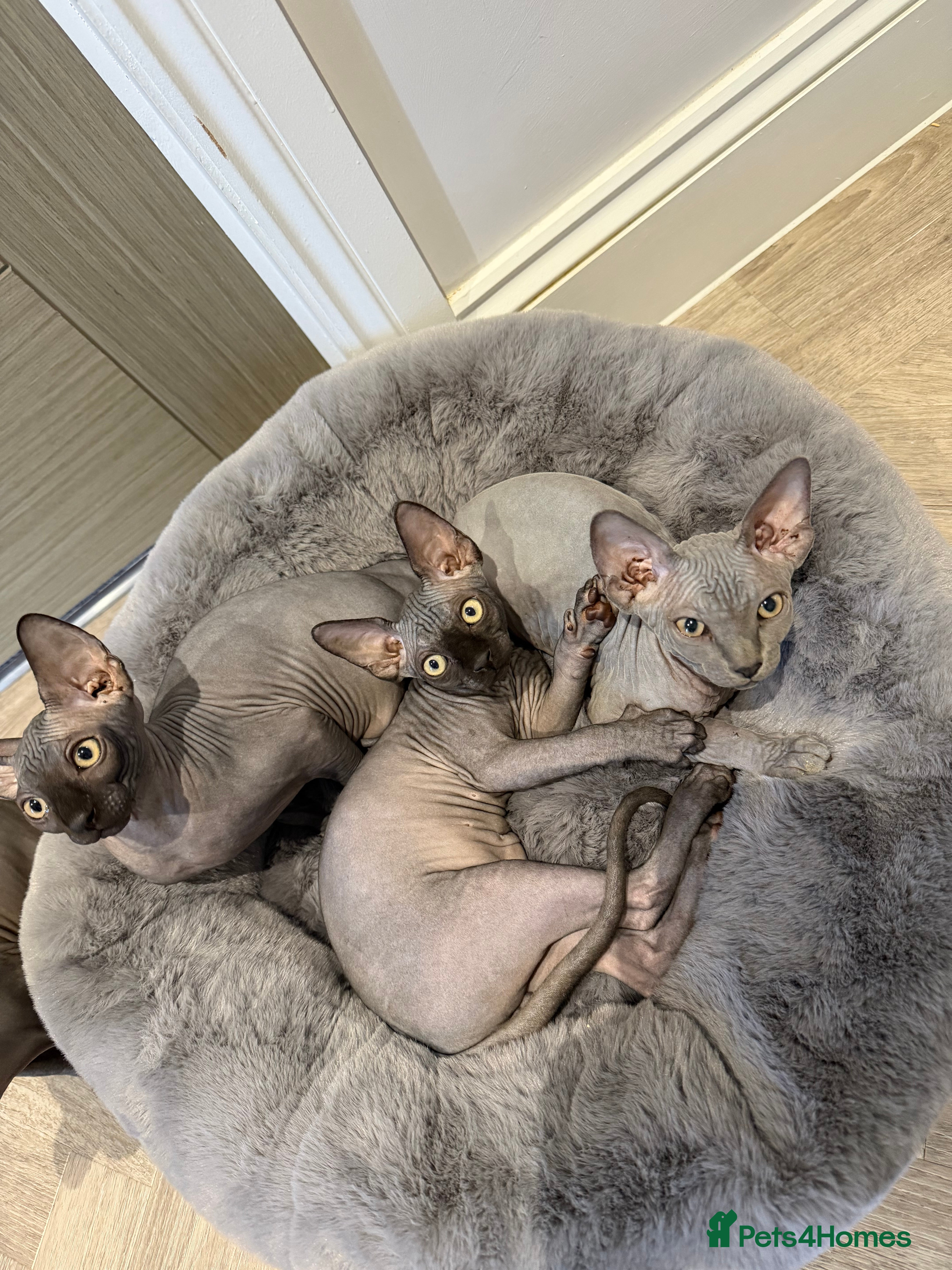 Sphynx cats Beautiful Sphynx Kittens - Advert 2