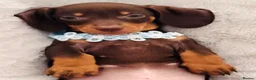 Miniature Dachshund dogs for sale: 🌟🌟Beautiful tan/fawn miniature dachshund🌟 🌟 - Advert 32