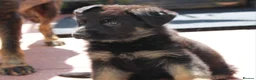 German Shepherd dogs for sale: KC REG OLD STYLE GERMAN SHEPHERD PUPPIES   - Advert 13