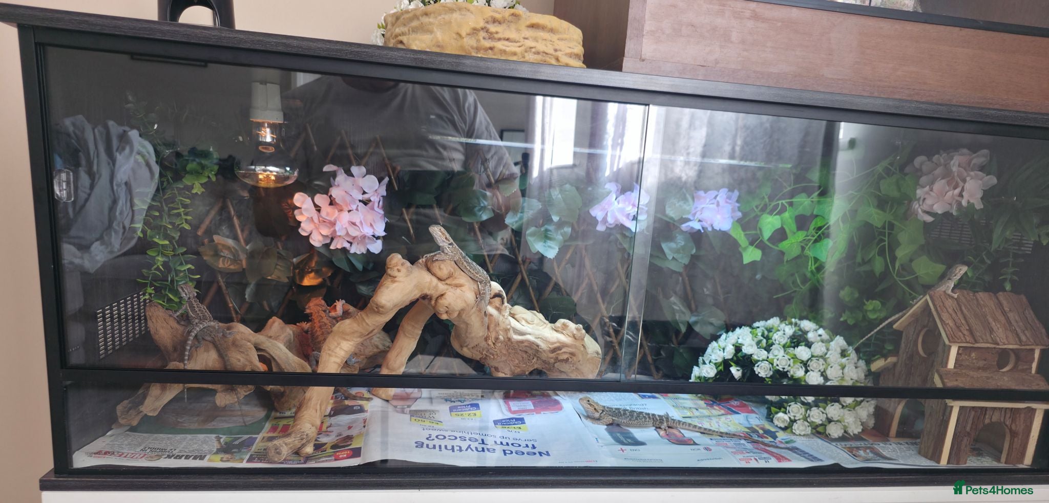 Bearded Dragon reptiles Baby beardies  - Advert 1