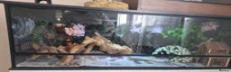 Bearded Dragon reptiles for sale: Baby beardies  - Advert 1