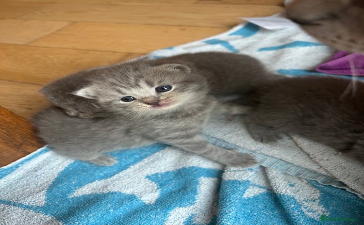 British Shorthair cats - Advert 4