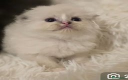 Mixed Breed cats for sale: Cute Scottish fold x Persian kittens long haired  - Image 1
