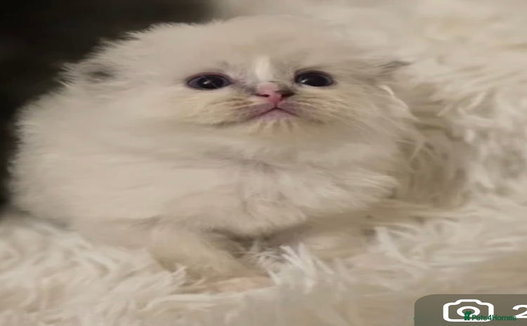 Mixed Breed cats - Advert 2