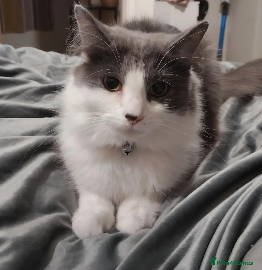 Domestic Shorthair cats for sale: 3 year old female  - Advert 1