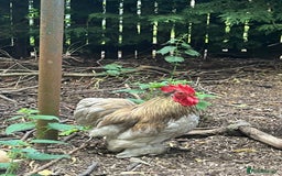 Chickens poultry for sale: Stunning black and gold Pekin Cockerel - Image 3