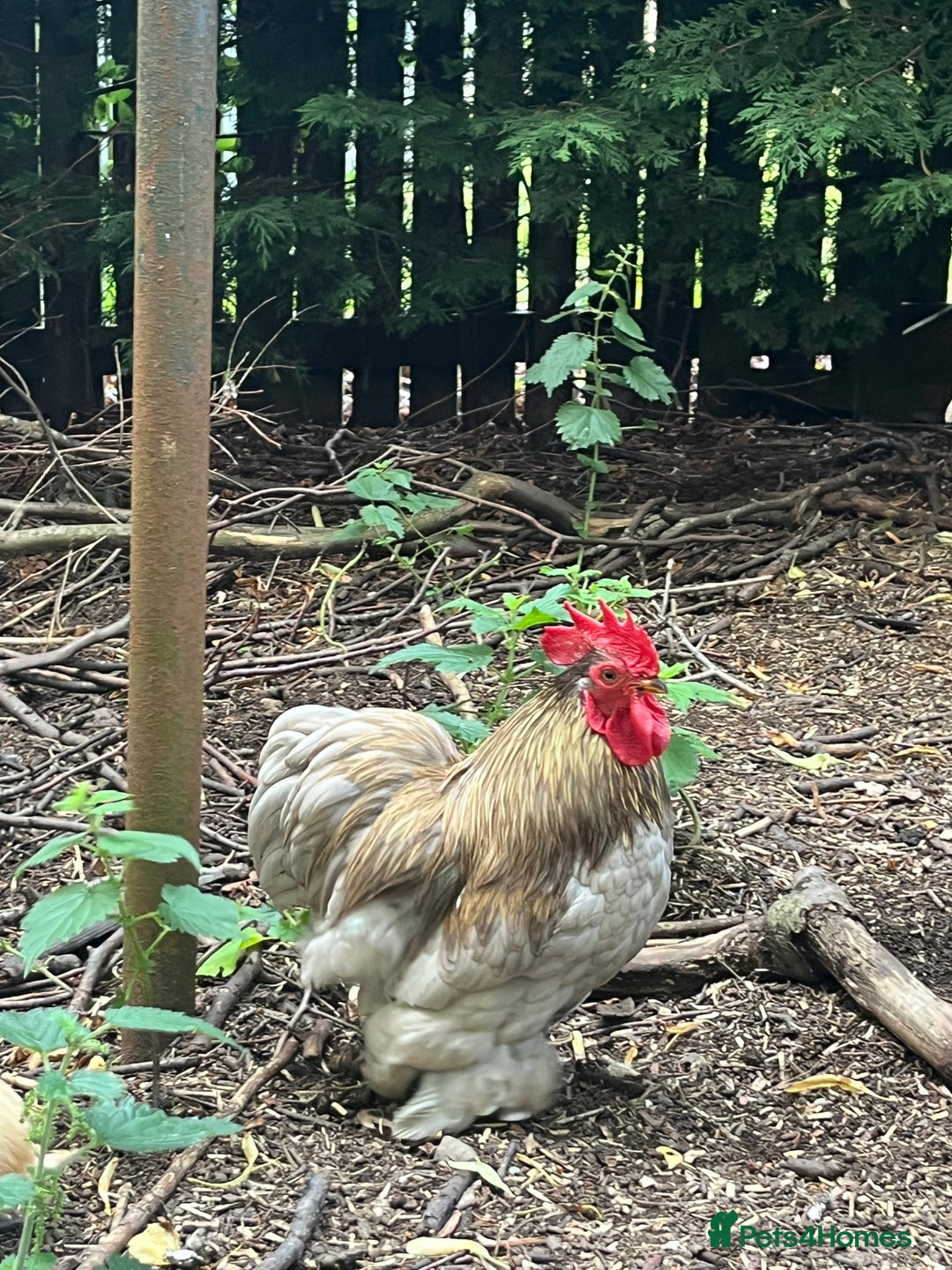 Chickens poultry for sale: Stunning black and gold Pekin Cockerel - Image 3