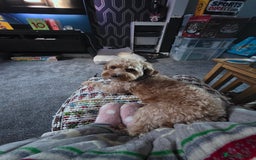 Cavapoo dogs for sale: Cavapoo Nova  - Advert 2