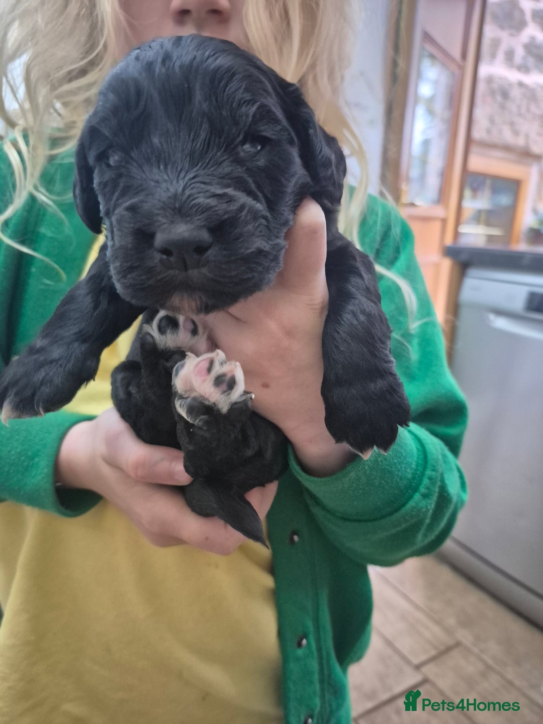 Cocker Spaniel dogs for sale: Kc registered working cocker spaniels - Image 8