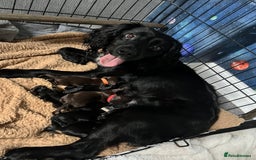 Cocker Spaniel dogs for sale: Cocker spaniel puppies - Advert 15