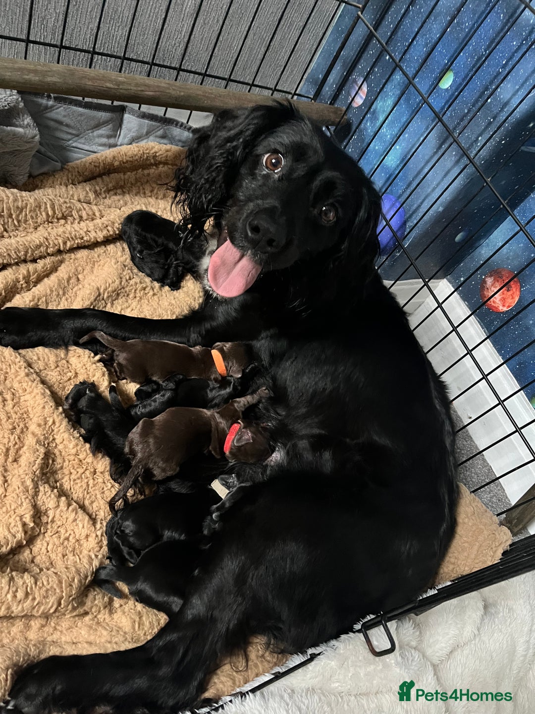 Cocker Spaniel dogs for sale: Cocker spaniel puppies - Advert 15