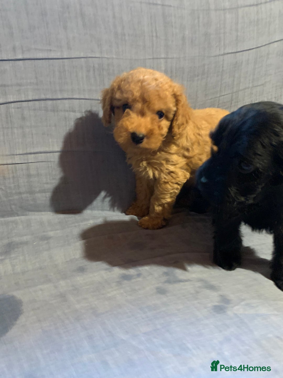 Cockapoo dogs for sale: Beautiful toy cockapoo puppies  - Advert 7