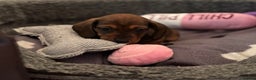 Miniature Dachshund dogs for sale: Vanitonia Miniature Smooth Dachshunds   - Advert 16