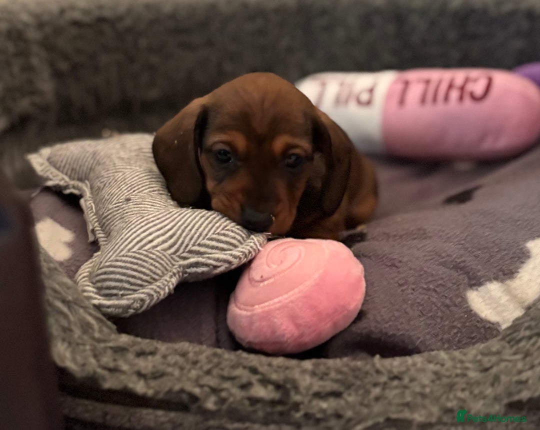 Miniature Dachshund dogs for sale: Vanitonia Miniature Smooth Dachshunds   - Advert 16