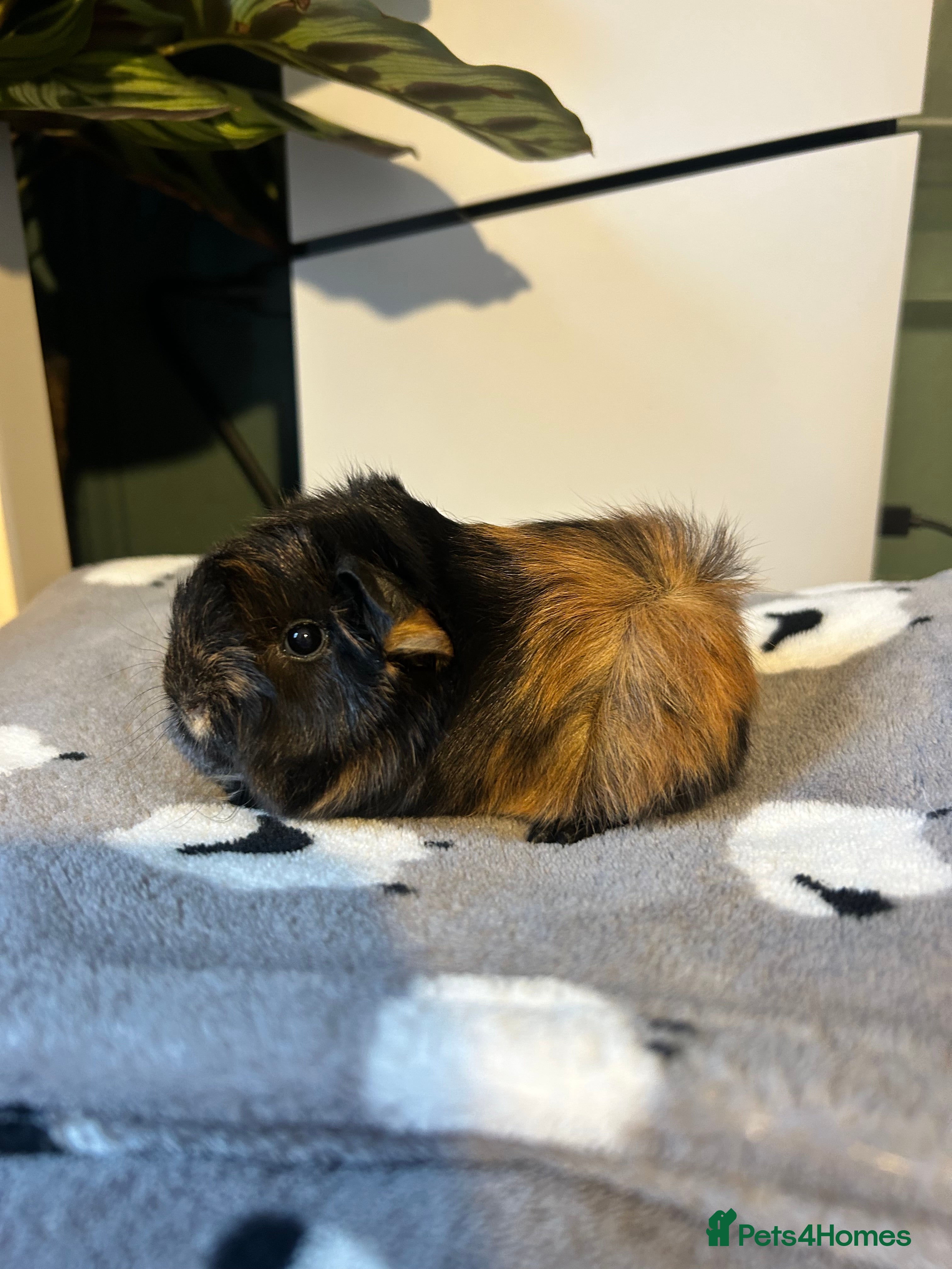 Guinea Pig rodents Fullperuvian guineapigbabys ready B4 Christmas  - Advert 9