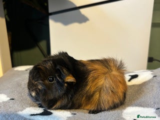 Guinea Pig rodents Fullperuvian guineapigbabys ready B4 Christmas - Advert 20