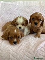 Cavalier King Charles Spaniel dogs - Advert 9