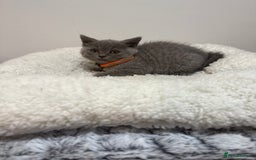 British Longhair cats for sale: Beautiful blues - Image 24