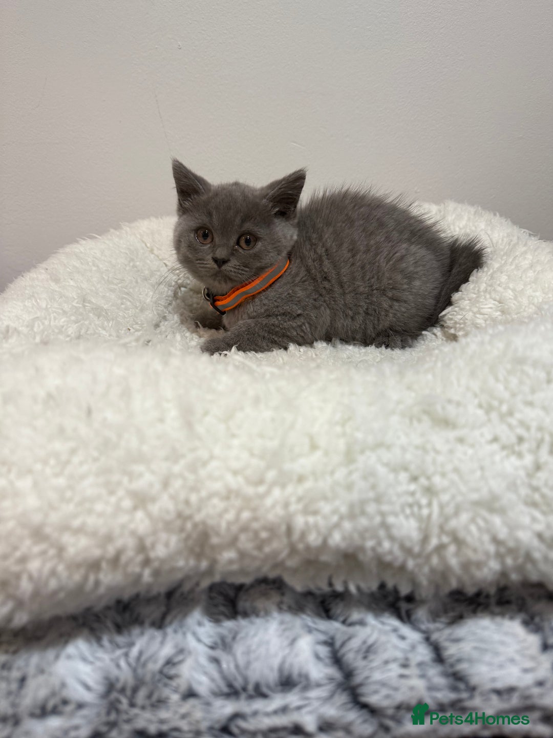 British Longhair cats for sale: Beautiful blues - Image 24