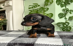 Dachshund dogs for sale: Lovely purebred Dachshund❤️💚🩵 - Image 11