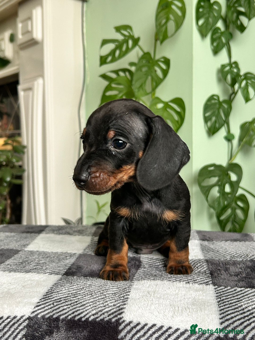 Dachshund dogs for sale: Lovely purebred Dachshund❤️💚🩵 - Image 11