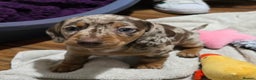 Miniature Dachshund dogs for sale: Two Beautiful Boys - Advert 23