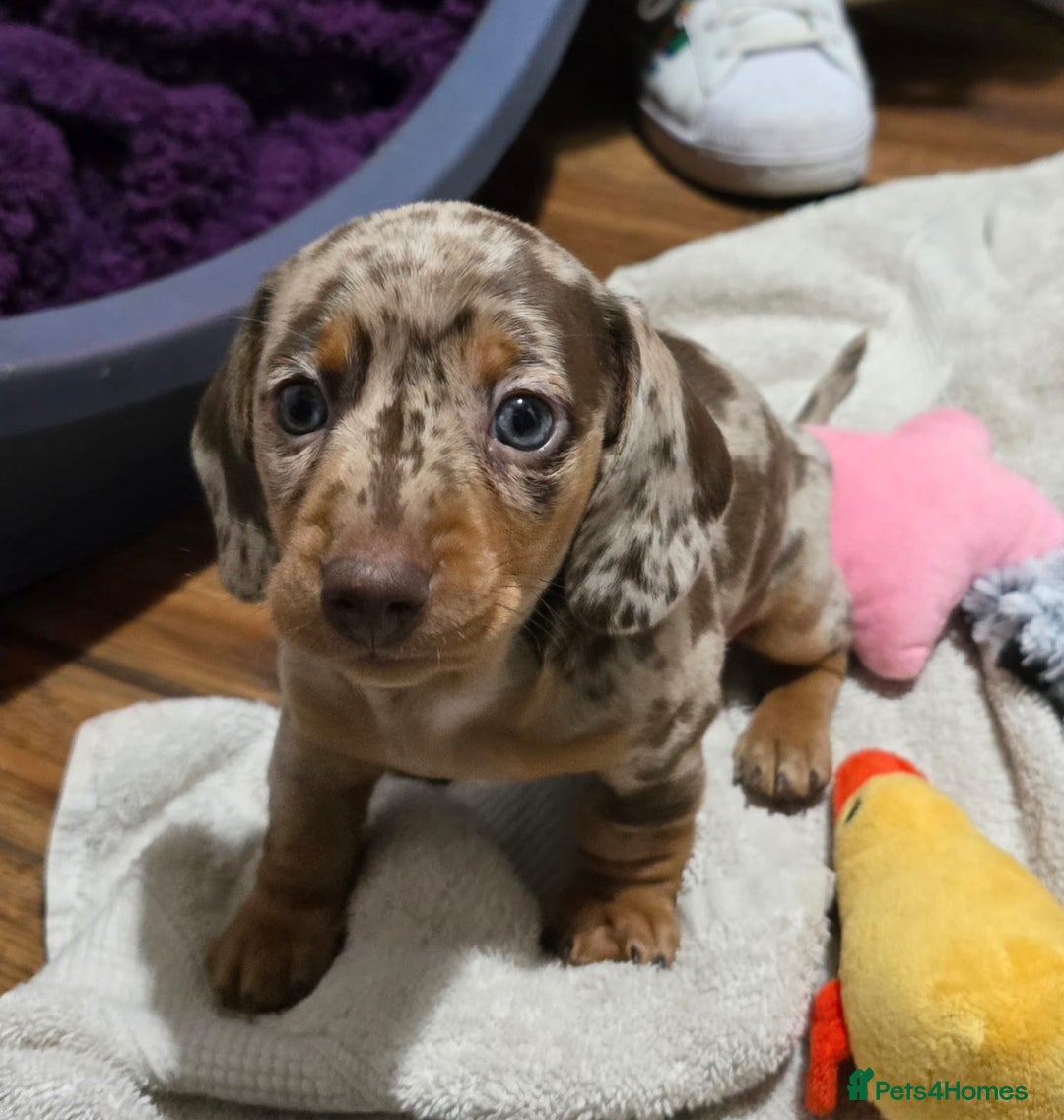 Miniature Dachshund dogs for sale: Two Beautiful Boys - Advert 23