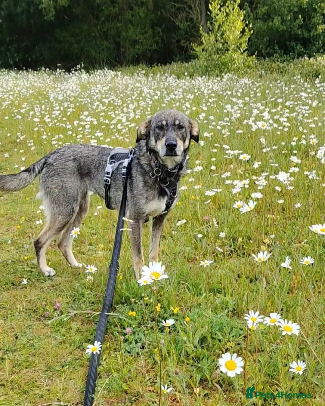 Mixed Breed dogs for adoption: Loveable Gabby. *ADOPTION PENDING* - Advert 2