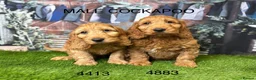 Cockapoo dogs for sale: Stunning Cockapoo Puppies  - Advert 1