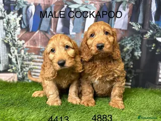 Cockapoo dogs Stunning Cockapoo Puppies - Advert 2