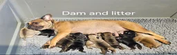 Frug dogs for sale: Fun-loving Frug pups seeking their forever family! - Advert 22