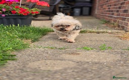 Shihpoo dogs for sale: Elderly Dog for Rehoming - Image 3